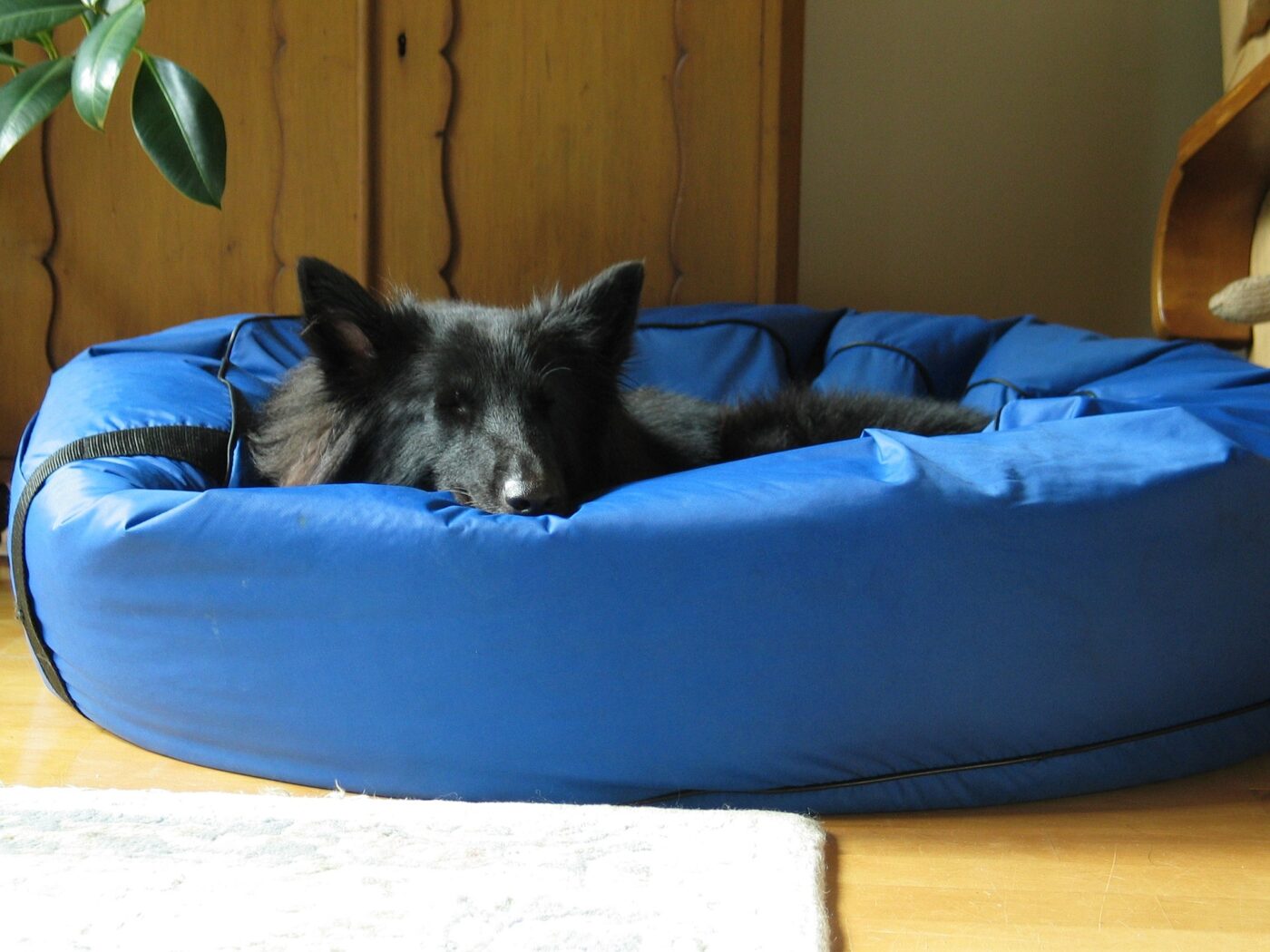 The 9 Best Beds For Senior Dogs The 9 Best Beds For Senior Dogs