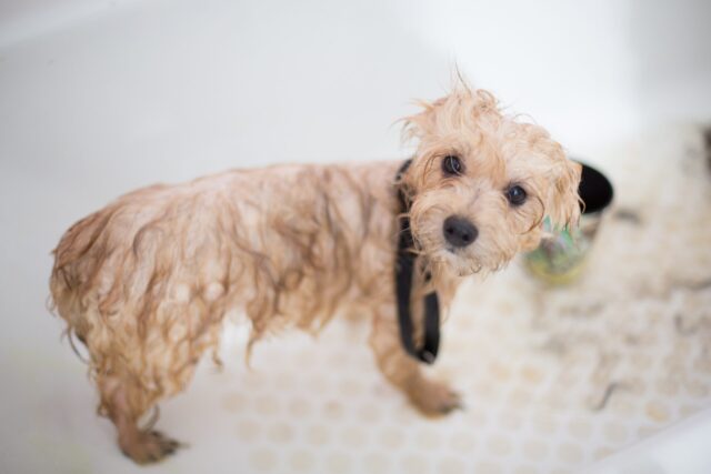 The 9 Best Dog Bathtubs For Squeaky Clean Ease