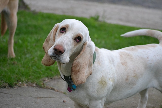 The Best 7 Basset Hound Activity Trackers For 2025