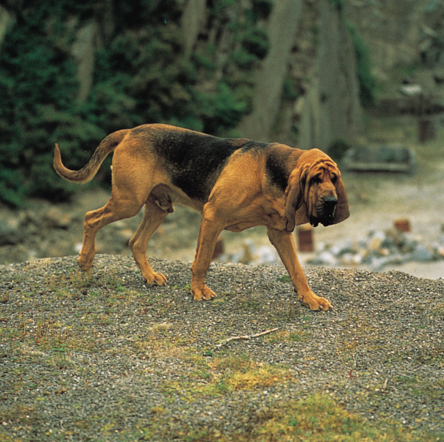The Best 7 Bloodhound Activity Trackers For 2025