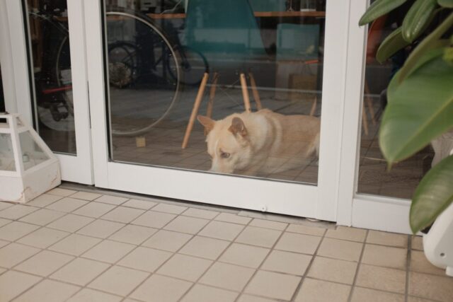 Top 9 Dog Doors for Every Home and Breed
