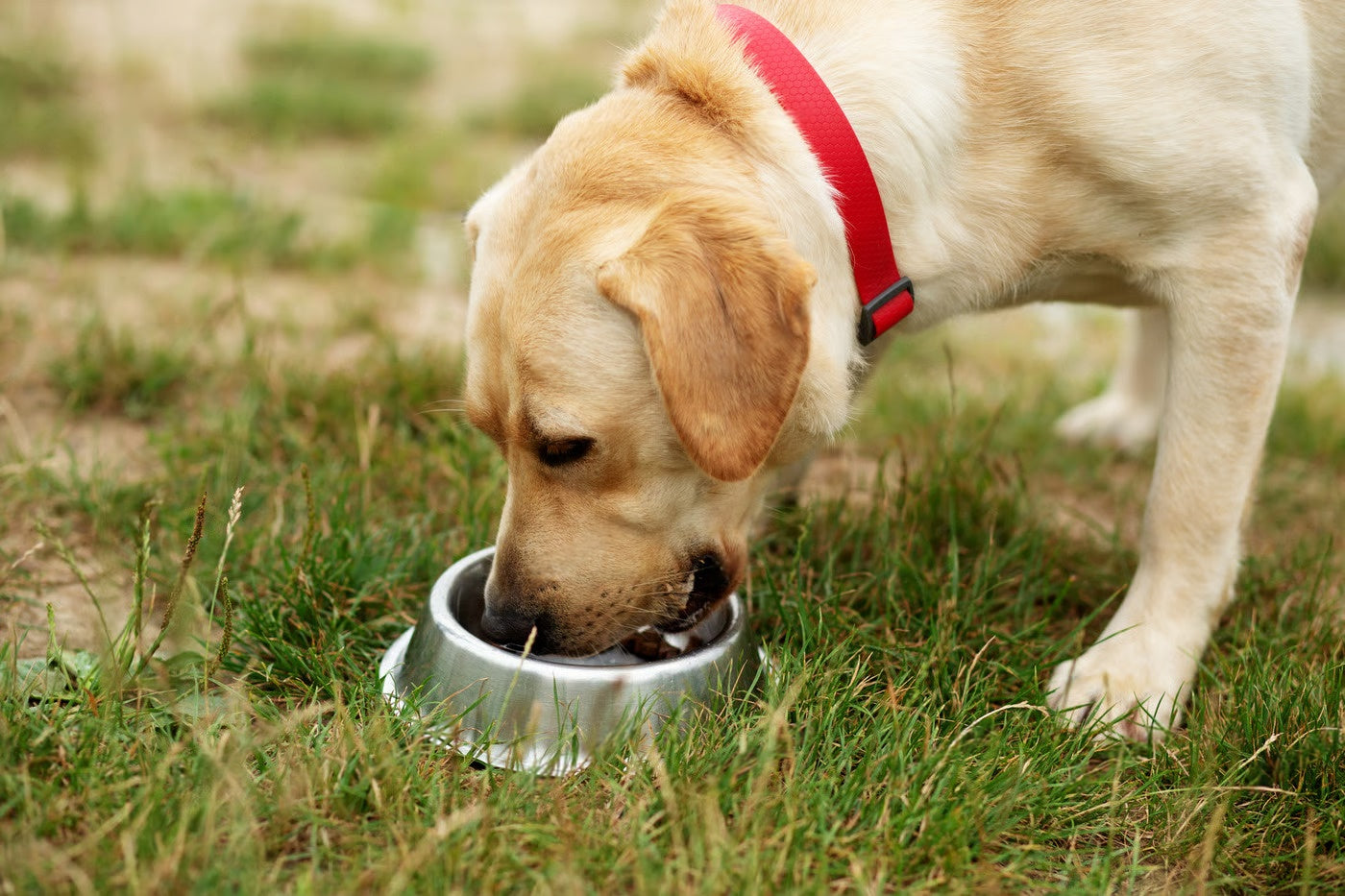 Traits, Care & Fun Facts – Petsworld