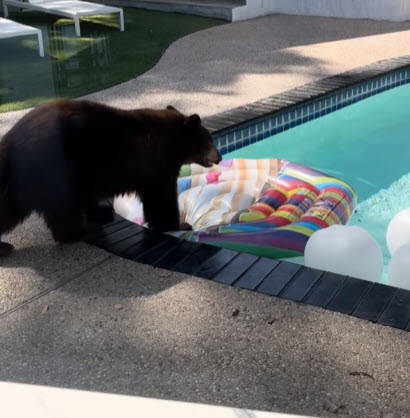 Unexpected Bear Guest Turns Pool into Summer Playground Unexpected Bear Guest Turns Pool into Summer Playground