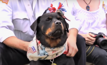 Unsung Heroes Dogs Of 9/11 Were Finally Given Recognition