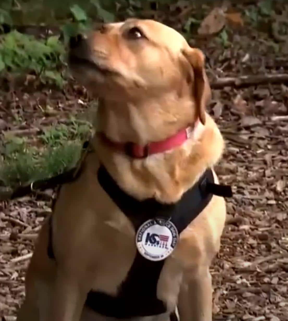 Veteran Describes His Service Dog As The Wingman Who Saved Him Veteran Describes His Service Dog As The Wingman Who Saved Him
