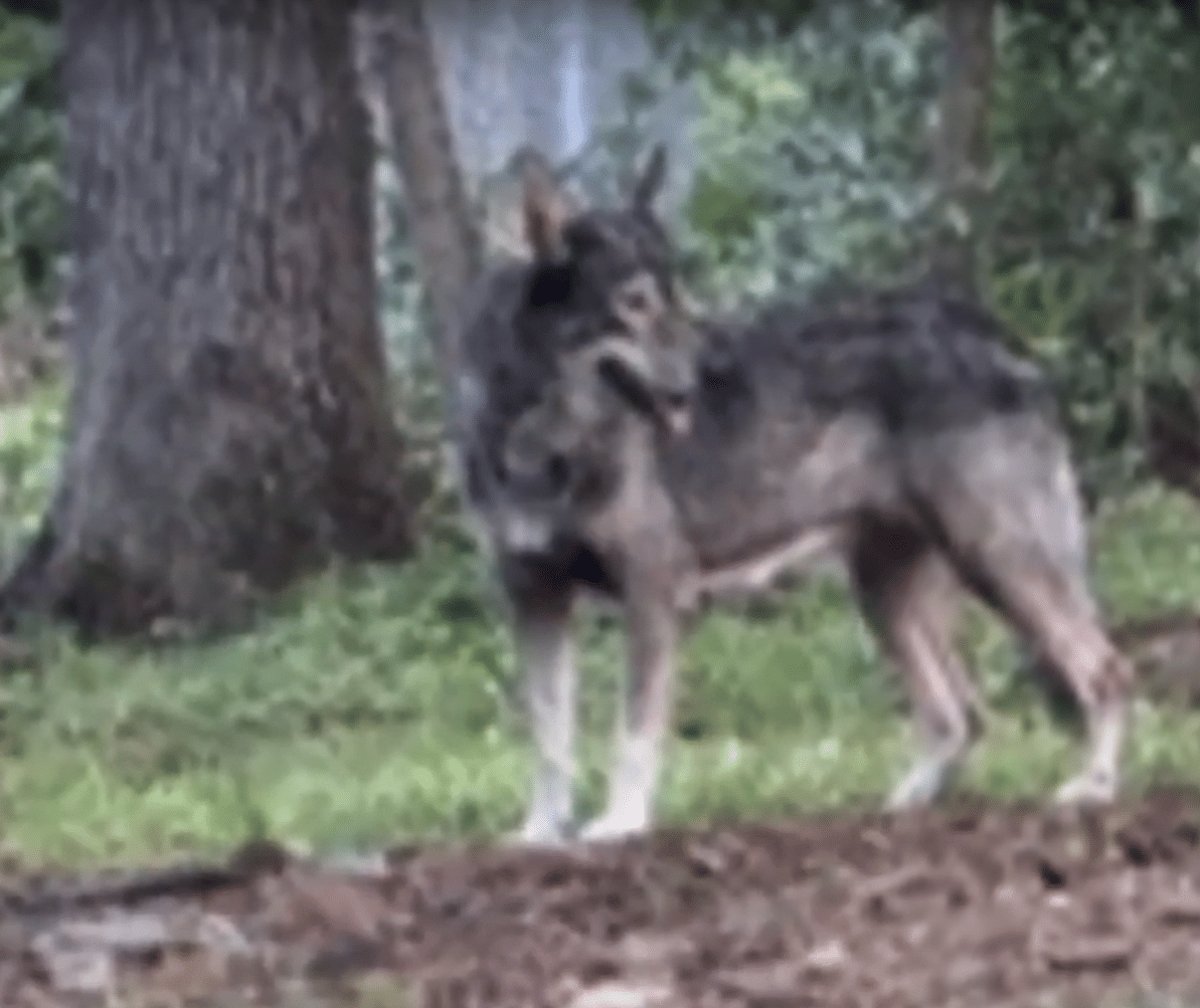 Wolf-Dog Hybrid Owners in Shock as Roanoke Passes Sweeping Ban