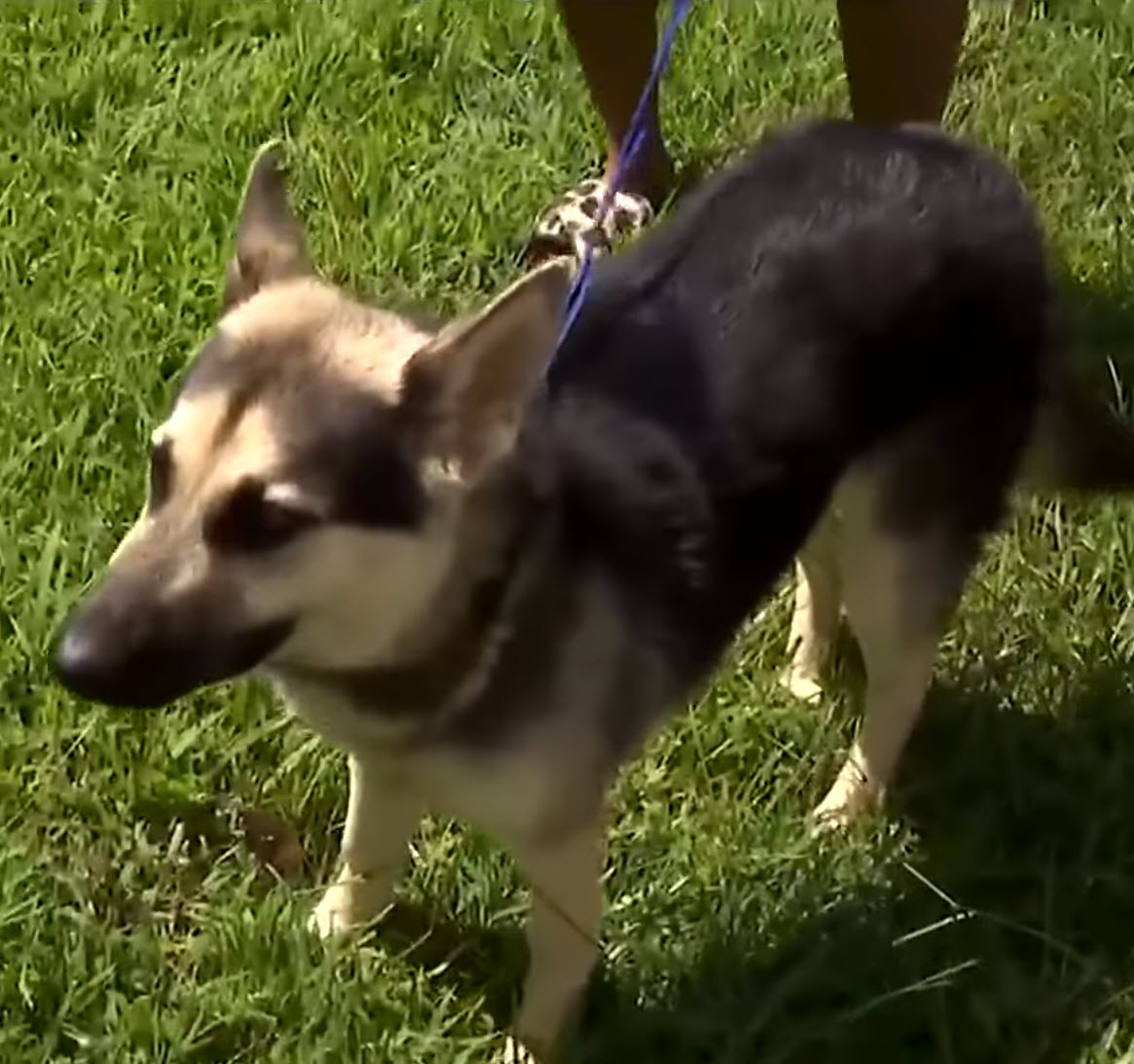 Woman Says Neighbor Demanded 0 Ransom for Missing Dog’s Return Woman Says Neighbor Demanded 0 Ransom for Missing Dog’s Return