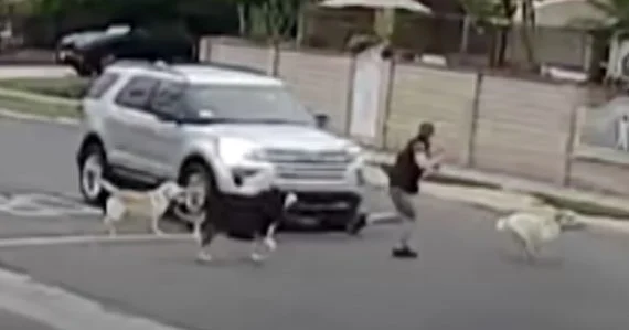 Woman’s Walking Dogs When A Car Blows Through Intersection And Doesn’t Stop