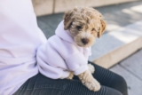 10 Best Dog Clothes To Give Your Pup An Adorable Style