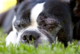 10 Best Dog Multivitamin Products for Boston Terriers