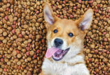 10 Best Dry Dog Foods