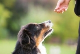 10 Best Human Grade Dog Treats