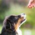 7 Best Dog Treats for Bad Breath