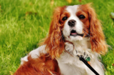 10 Best Supplements for a Senior Cavalier