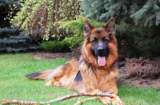 10 Best Supplements for a Senior German Shepherd