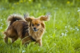 10 Top Calm Toy Dog Breeds That Stay Just Like Puppies Forever