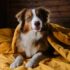 13 Ultimate Dog Breeds for New Pet Parents