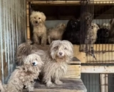101 Dogs Rescued From ‘Puppy Mill’ In Home With Filthy Living Conditions