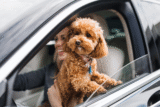 11 Adventurous Dog Breeds That Love A Good Road Trip
