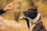 11 Best Dog Training Treats