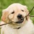 4 Best Supplements for Great Pyrenees Puppies (+1 to Avoid)