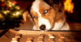 11 Best Long Lasting Dog Treats & Chews