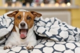 11 Best Warm Dog Beds