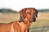 11 Brave Dog Breeds That Never Back Down