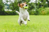 11 Busy Dog Breeds Born To Run, Jump, And Explore