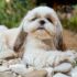11 Quiet Dog Breeds That Keep You Zen