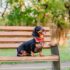 Late Summer Dog Symptoms & What They Really Mean