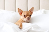 11 Clingy Dog Breeds That Always Hog The Covers