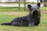 11 Compact Dog Breeds With Short Legs And Big Confidence