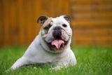 11 Dog Breeds That Are Surprisingly Low Maintenance