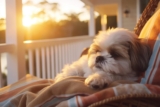 11 Dog Breeds That Prefer Pillows Over Playtime