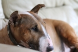 11 Dog Breeds That Prefer Solitude Over Social Time