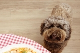 11 Dog Breeds With Surprisingly High Food Needs