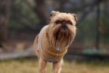 11 Dog Breeds With Tiny Bodies And Big Personalities