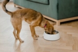 11 Dog Slow-Feeders To Stop Food-Gulping Pups