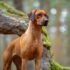 15 Sleek Dog Breeds for Laid-Back Living