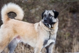 11 Fearless Dog Breeds That Stand Guard With Pride