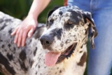 11 Fiercely Loyal Dog Breeds That Stand Guard Over Family
