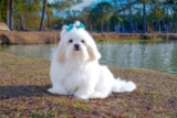 11 Fluffy Dog Breeds That Look Like Walking Stuffed Animals