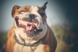11 Funny Dog Breeds Who Love Making You Laugh
