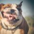 Are These The 13 Ultimate Emotional Dog Breeds?