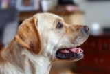 11 Happy Dog Breeds That Bring Joy To Any Room