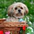 15 Easygoing Dog Breeds That Make the Chillest Companions