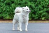 11 Iconic Dog Breeds With Origins In The U.S.