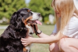 11 Loyal Dog Breeds That Love Harder Than They Bark