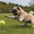 9 Brilliant Dog Breeds That Need Mental Challenges